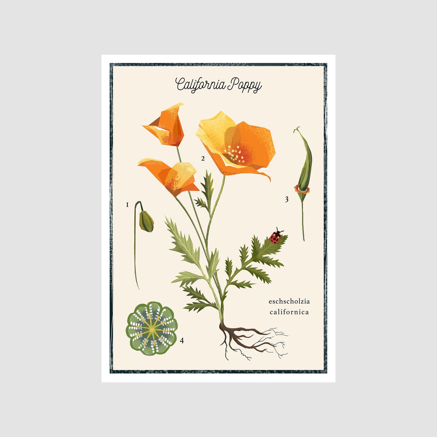 California Poppy Poster