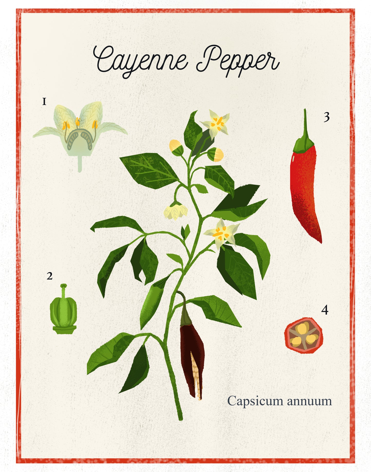 Cayenne Pepper Poster