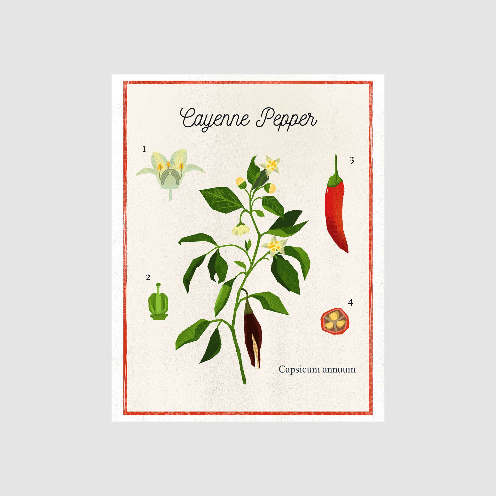 Cayenne Pepper Poster – Kayan Pepper Co