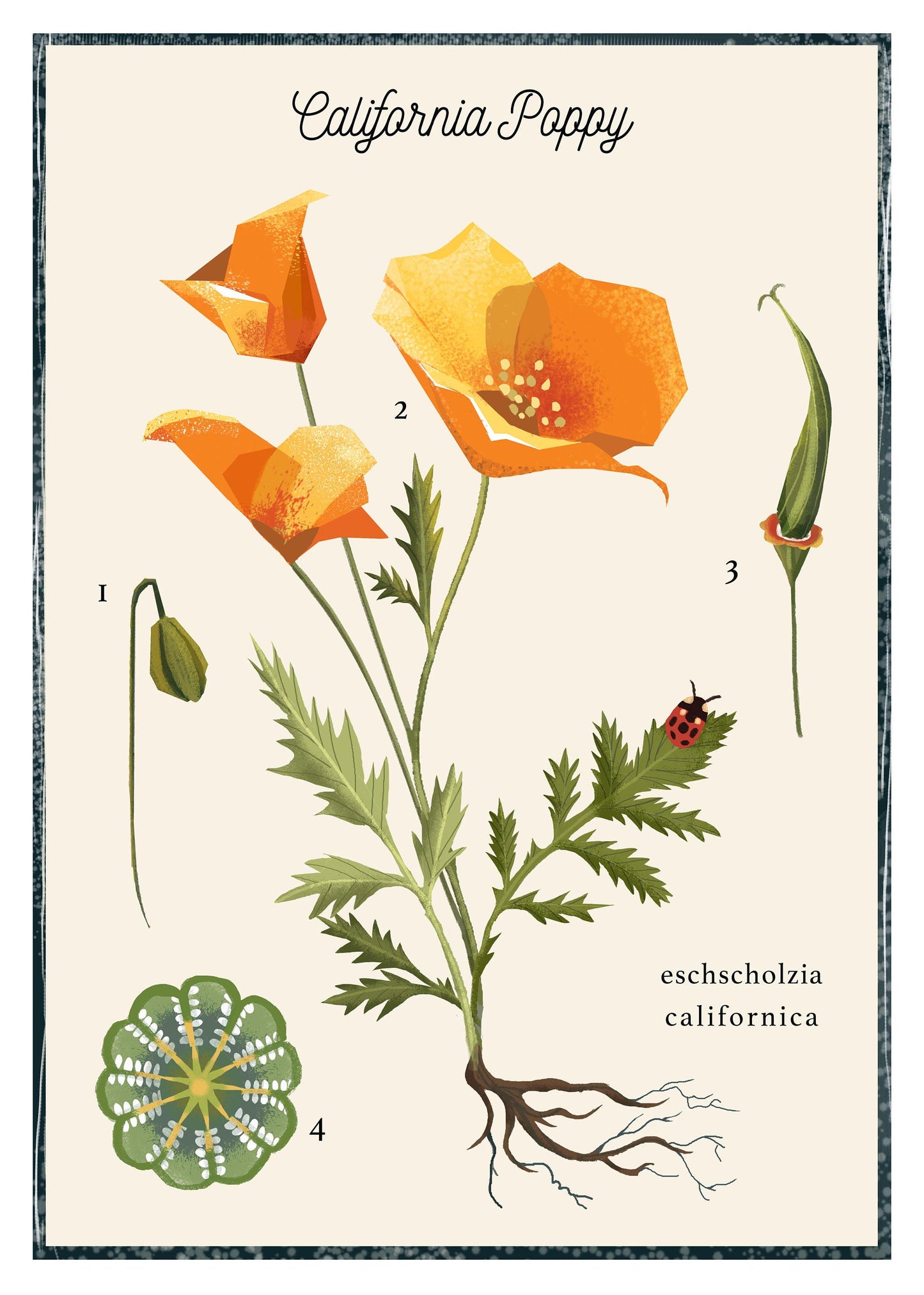 California Poppy Poster